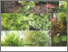 [thumbnail of Dicranoloma havilandii An endemic moss to Mt. Kinabalu.pdf]