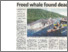 [thumbnail of Freed whale found dead - TS 18.12.2006 P.03.pdf]