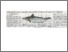 [thumbnail of Jerung Borneo spesies terancam ditemui di perairan Sabah - UM 24.03.2007 P.01.pdf]